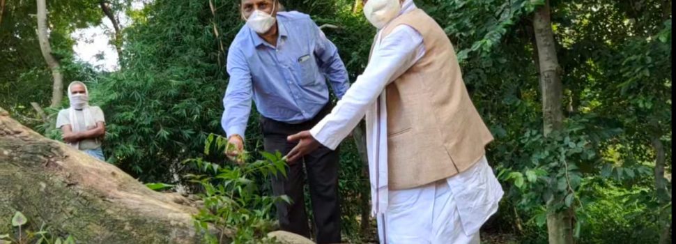भाजपा विधायक रामचंद्र यादव ने किया वृक्षारोपण