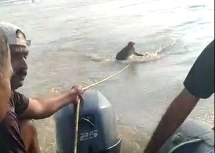 सरयू नदी में डूब रहे बंदर को जल पुलिस टीम ने बचाया