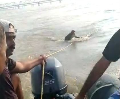 सरयू नदी में डूब रहे बंदर को जल पुलिस टीम ने बचाया