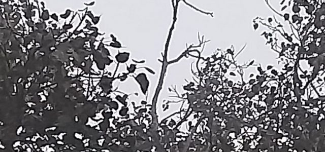 प्रवासी पक्षी पीपल वृक्ष पर बनाए हैं बसेरा