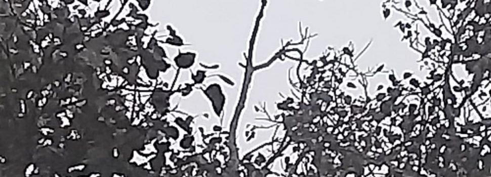 प्रवासी पक्षी पीपल वृक्ष पर बनाए हैं बसेरा