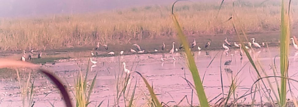 प्रवासी पक्षियों ने फिरोजपुर झील में जमाया डेरा