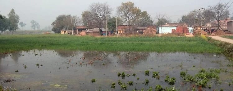 सोल्हवां गांव के पास नहर कटने से लगभग 15 बीघा गेहूं की फसल जलमग्न